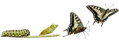 butterfly metamorphosis