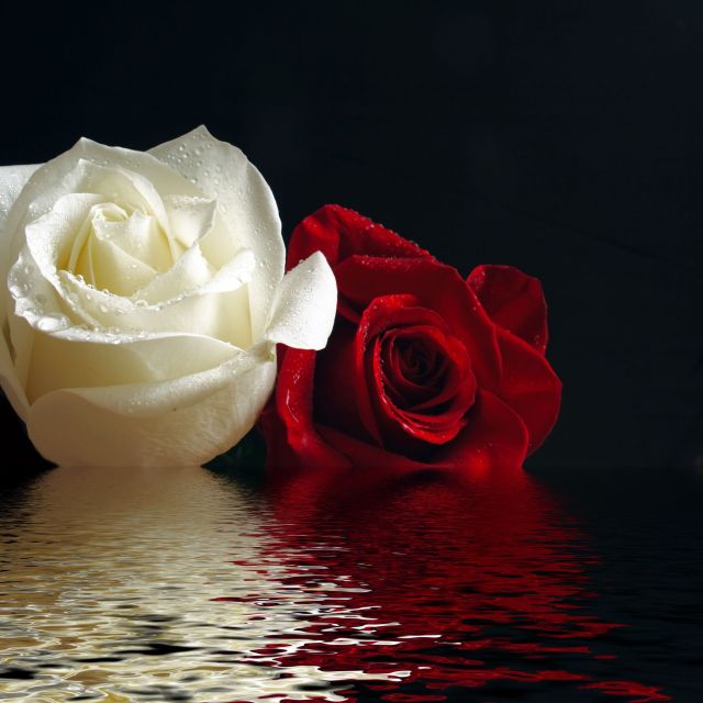 Red and white rose on water